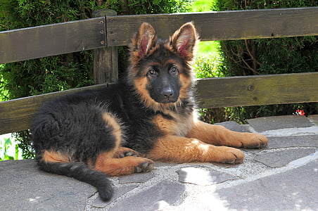 black and tan King shepherd puppy near brown wooden fence