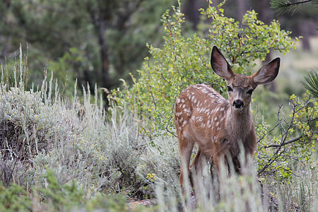 brown deer near green grass at daytime