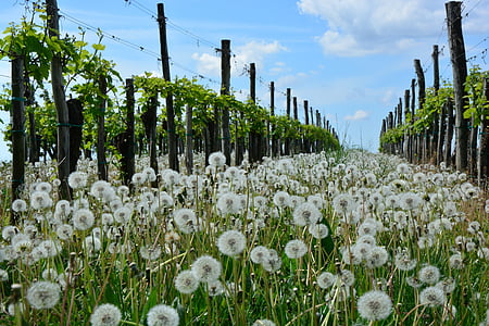 white dandelion flower field surrounded by brown wooden posts during daytime