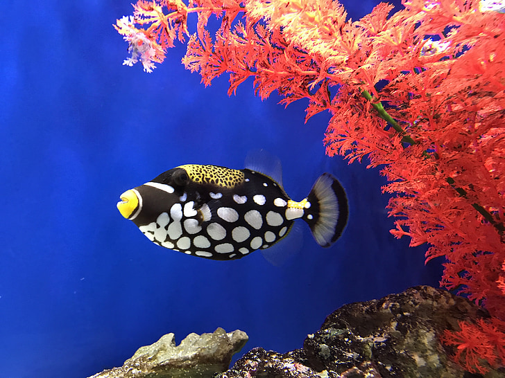 black and white fish swimming through aquatic plant