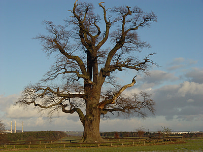 landscape photography of a brown tall tree