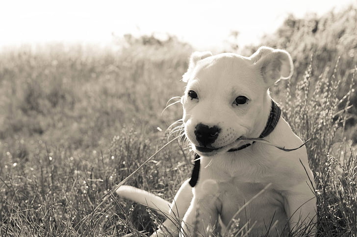 grey-scale photo of white puppy