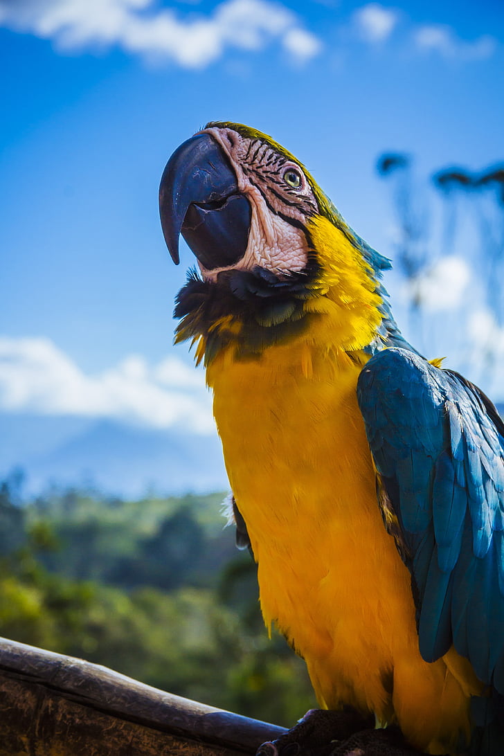 depth of field photo of blue-and-yellow macaw