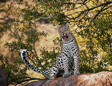 roaring leopard on tree