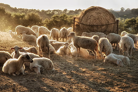 herd of sheep near hay during daytime