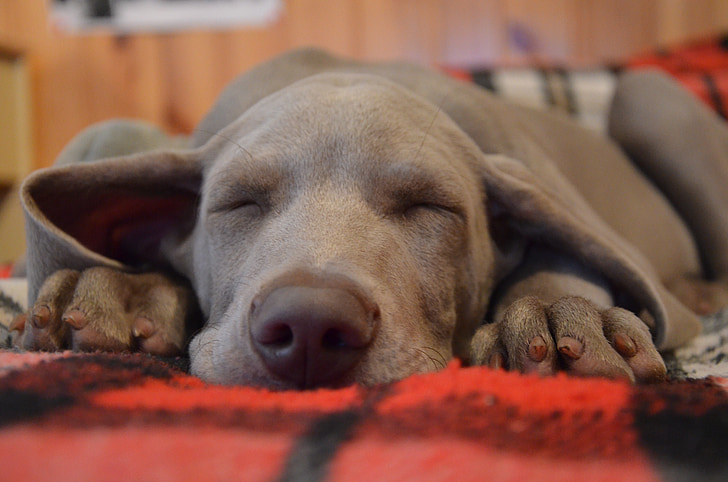 short-coated gray puppy sleeping