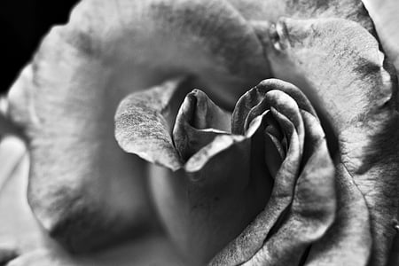 greyscale photography of rose flower