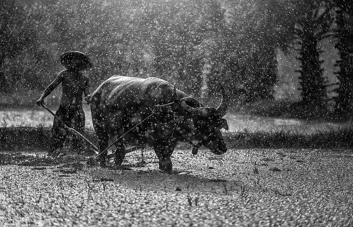 water buffalo in the field during raining