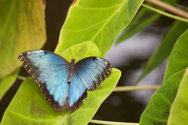 morpho butterfly perching on green leaf in close-up photography