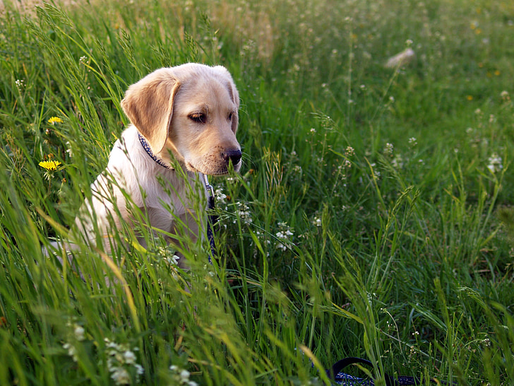 yellow Labrador retriever puppy on grass field