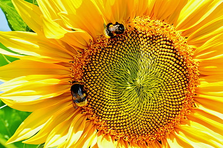 two honey bees in a sunflower