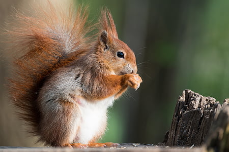 brown and white squirrel