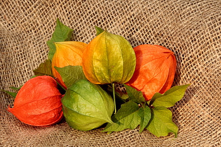 red, green, and orange physalis on brown textile