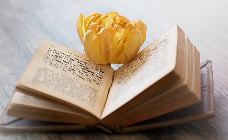 yellow petaled flower on top of book