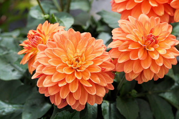 orange Dahlia flower