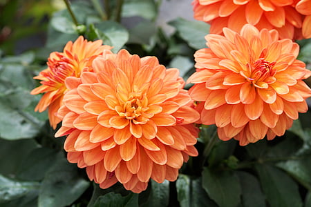 orange Dahlia flower
