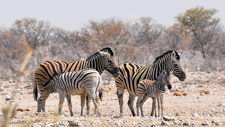 fours zebras near bare trees during daytime