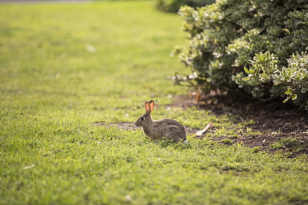 brown rabbit on green grass field