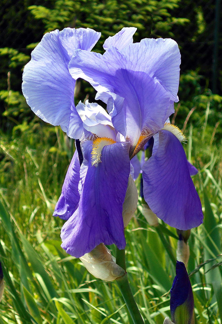 purple petaled flower at daytime