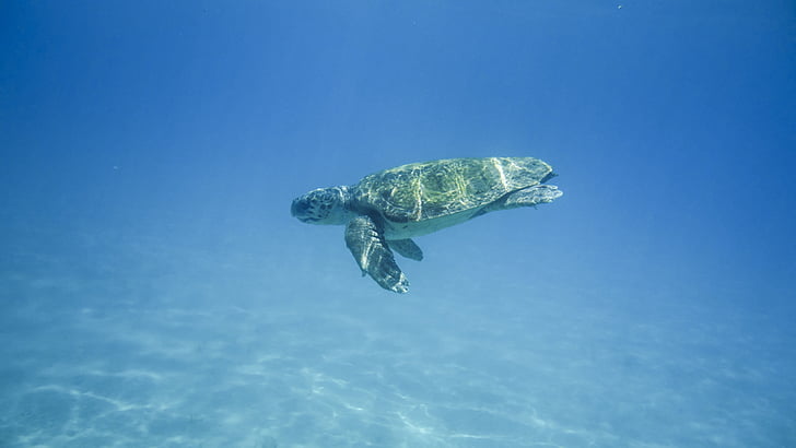 brown turtle on sea