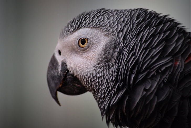 close-up photography of African gray parrot's face