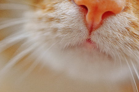 cat, nose, snout, pet, cat nose, animal
