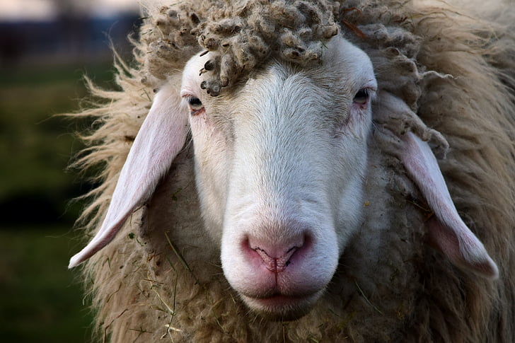 close up photography of white sheep