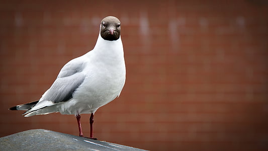 focus photo of Franklin's gull