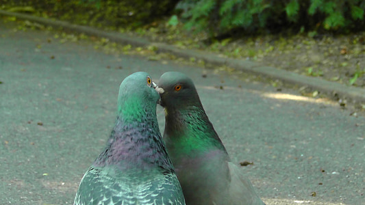 green-and-black kissing pigeons