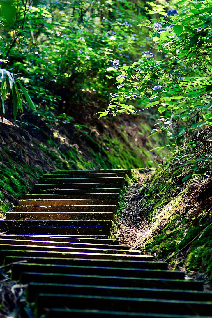 photo of brown concrete stairway surrounded by green leaves