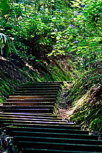 photo of brown concrete stairway surrounded by green leaves