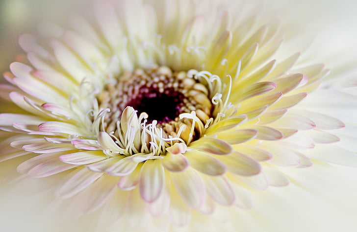 macro photo of white daisy