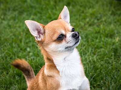 adult tan and white Chihuahua on grass