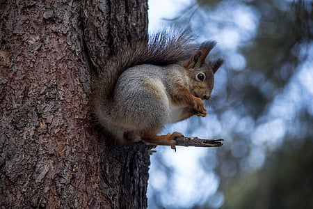 closeup photography of gray squirrel