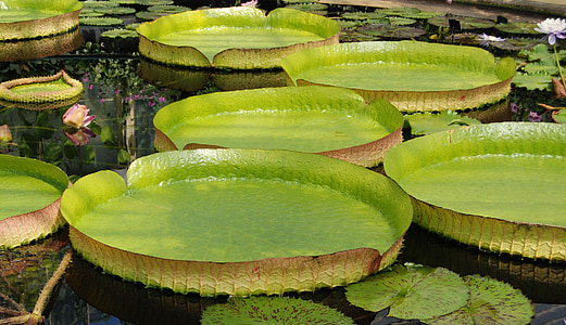 lily pads on body of water