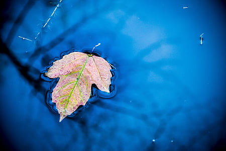 shallow focus photography of pink leaf on body of water