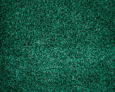 flat lay photo of green lawn grass
