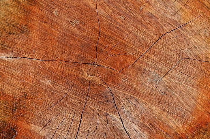 tree, wood, texture, the background, background, board