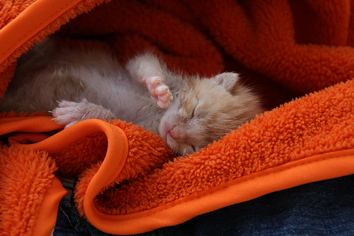 orange tabby kitten on orange bath towel