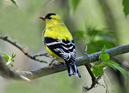 focus photo of yellow, black, and white bird on tree