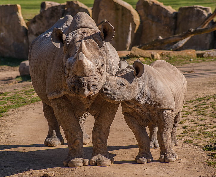 two gray rhinos during daytime