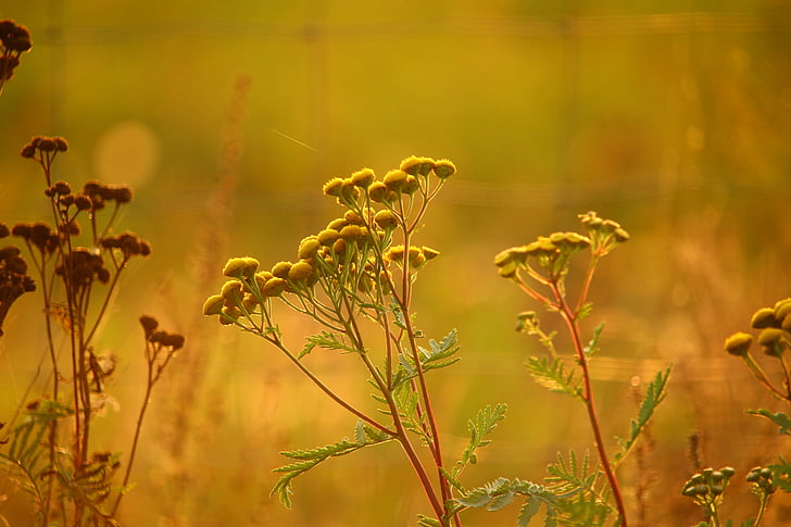 macro photography of yellow flowers
