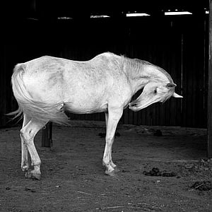 grayscale photography of horse near wall