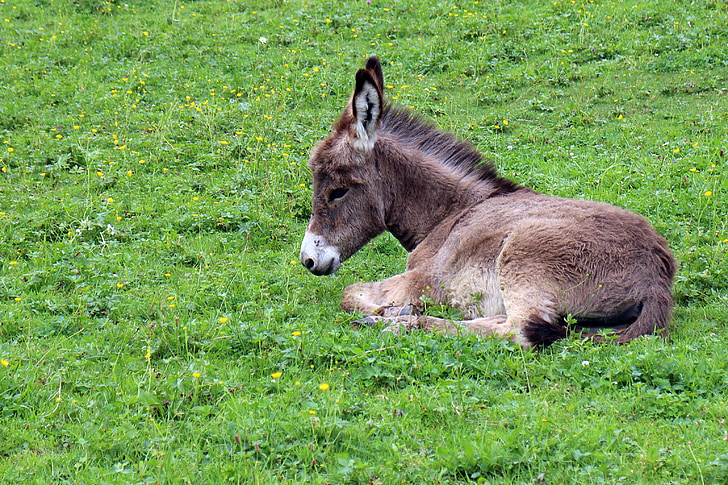 gray donkey lying on green grass