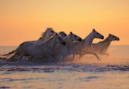 herd of horses running through water during golden time