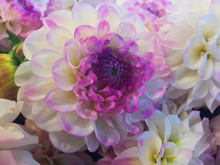closeup photo of white and purple petaled flower