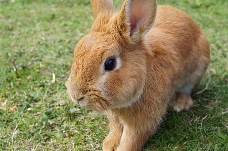 brown rabbit sitting on green grass