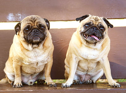 two adult fawn pugs near to each other sitting on brown wooden surface
