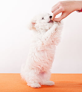 person holding white puppy
