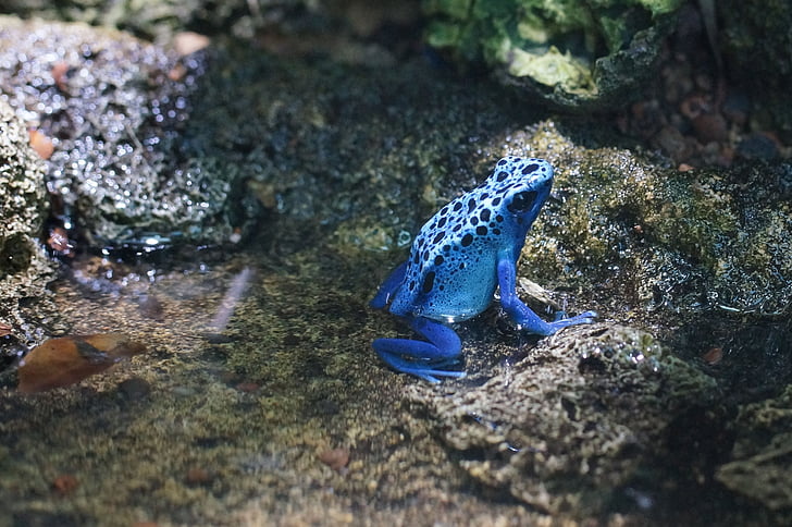 close up photography of blue frog